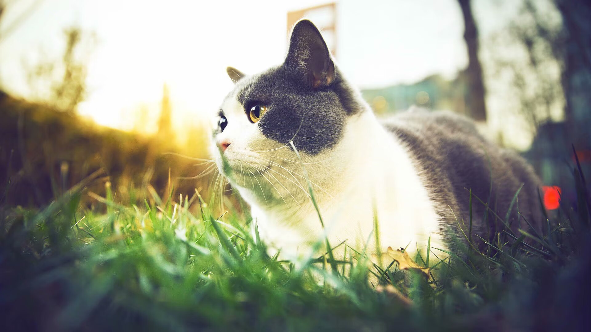 IM体育app-楚阿梅尼中场魔术，尼斯对阵阿森纳的战术棋局由他一手掌控